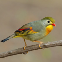 Red-billed Leiothrix